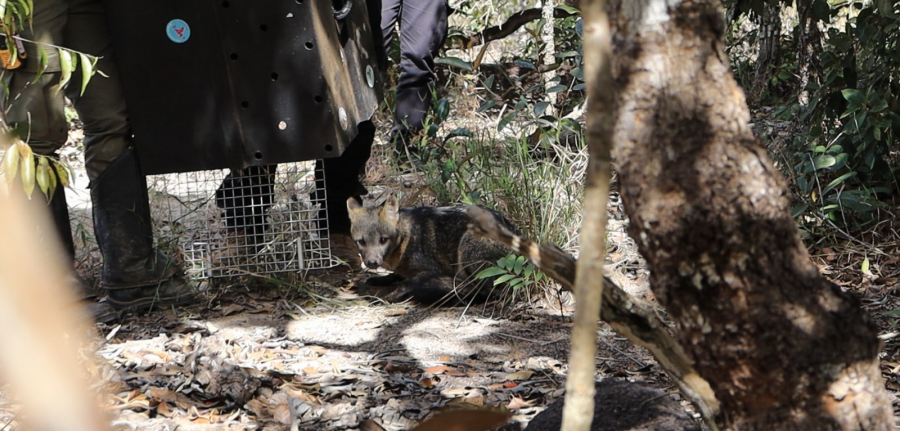 Um cachorro-do-mato e três quatis reabilitados são devolvidos à natureza